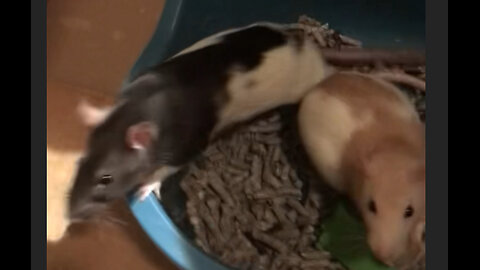 Pet Rats Explained: Intelligence, Behavior, and Myths