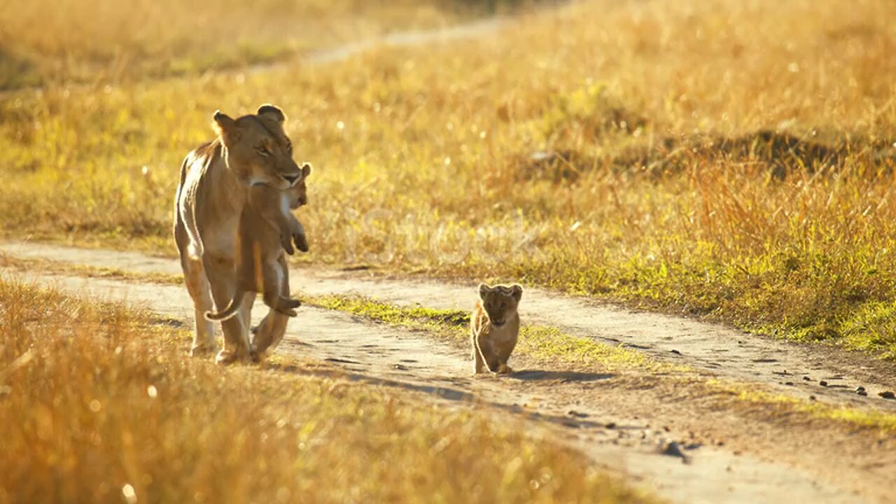 Mother's love is universal.