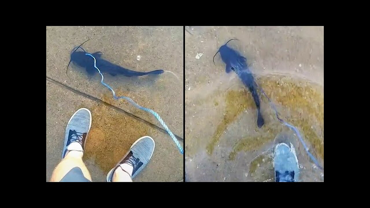 He Really Took a Fish For a Walk