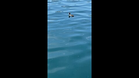 Coot is swimming #coot #swimming #shorts #viral #followme #trending