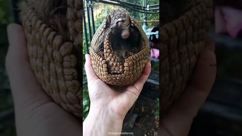 An animal with a shell