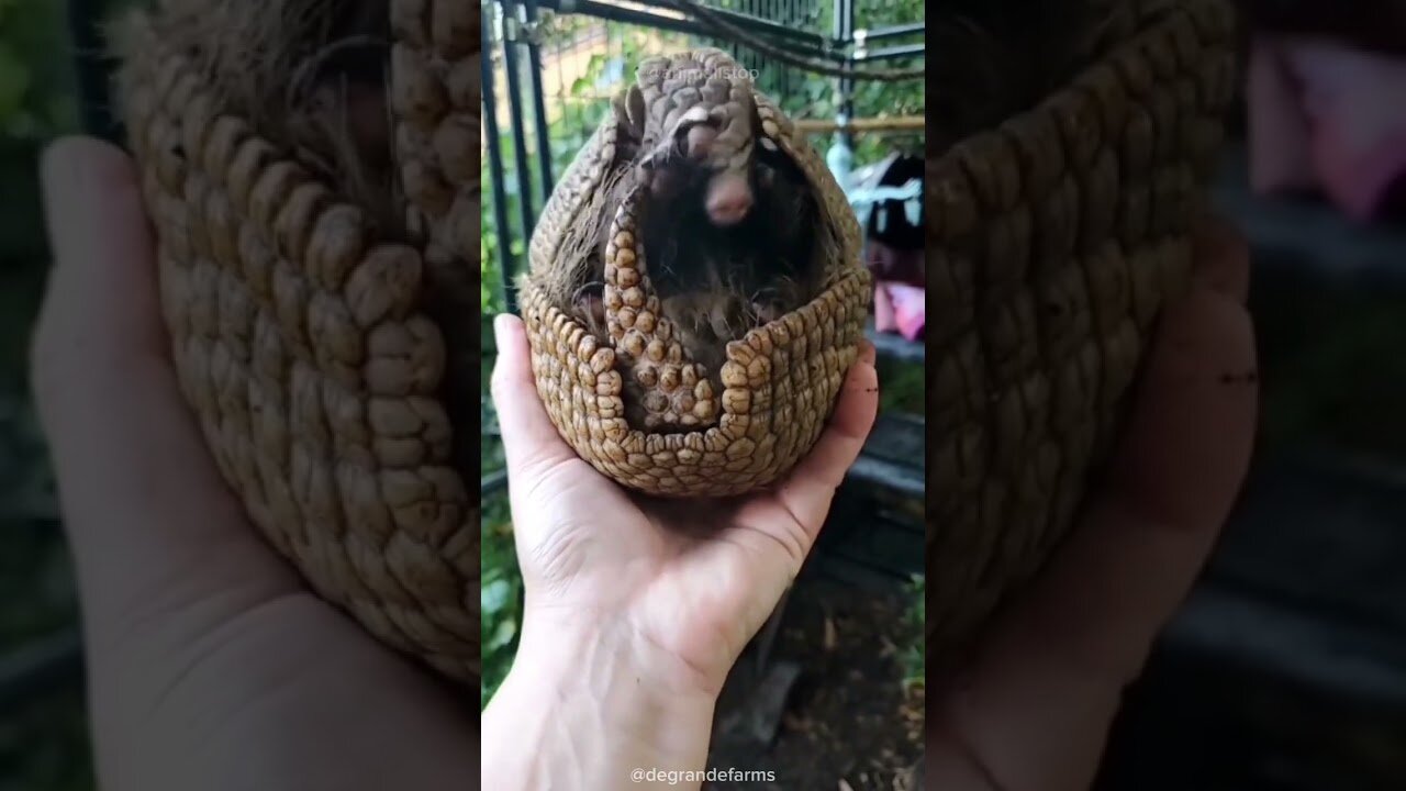 An animal with a shell