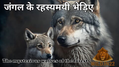 The mysterious wolves of the forest | Hindi Documentary | जंगल के रहस्यमयी भेड़िए