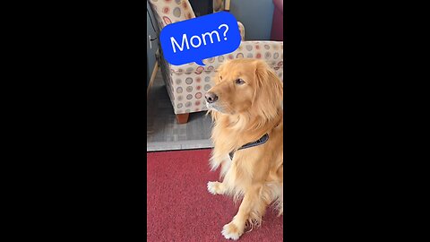 Where are my Mom and Dad?