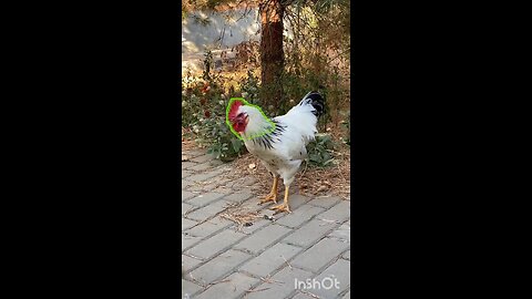 enjoy hen😄🐓🐓
