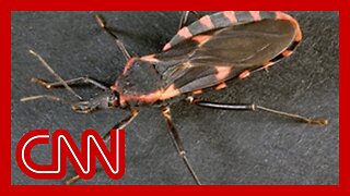 'Kissing bug' disease now considered endemic in the US