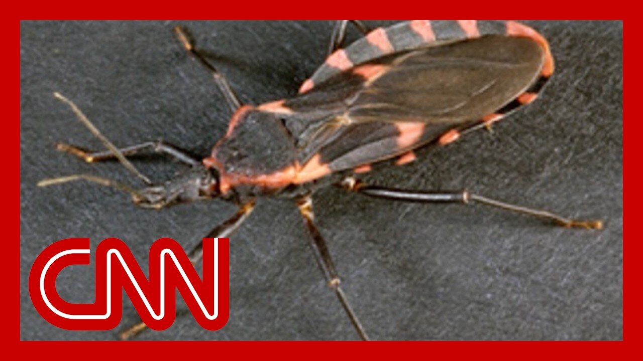 'Kissing bug' disease now considered endemic in the US
