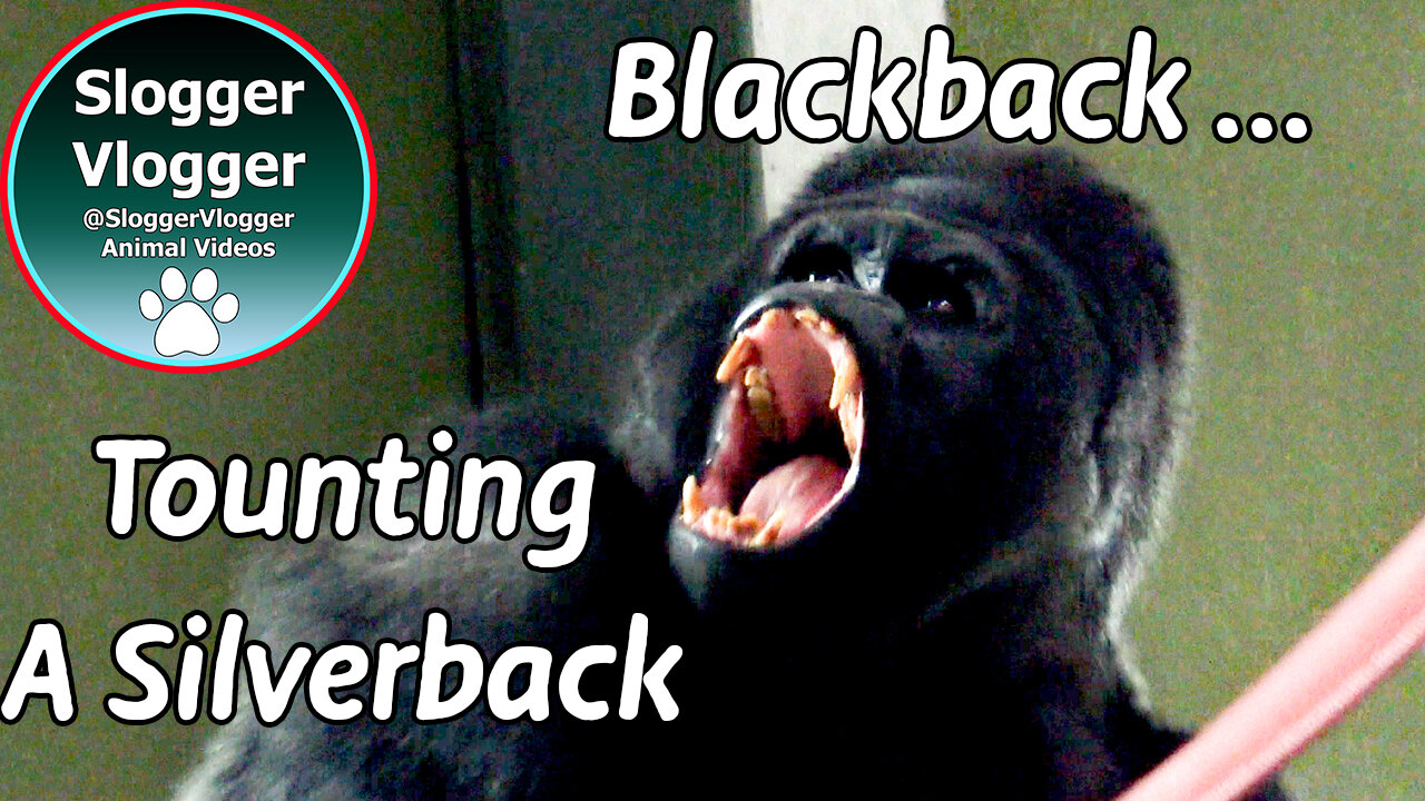 Blackback Gorilla Taunts silverback - Epic