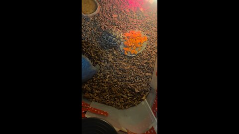 feeding carrot to my tortoise