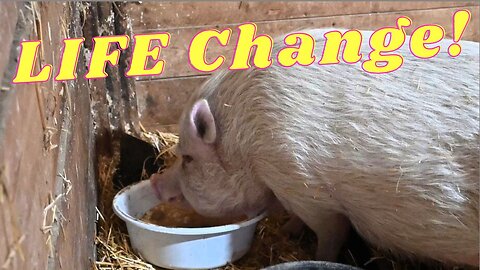 Life CHANGING Decision For Our POT Belly PIGS!