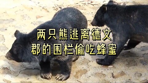 两只熊逃离德文郡的围栏偷吃蜂蜜