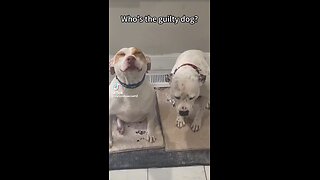 Ask your Dog “who did this?”