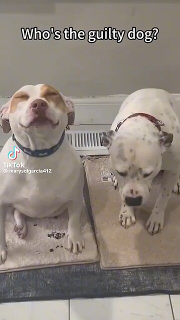 Ask your Dog “who did this?”