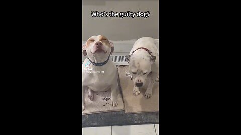 Ask your Dog “who did this?”