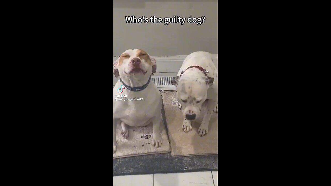 Ask your Dog “who did this?”