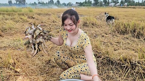 Giant Frog Trap - Frog Trap in Rice Harvest Season