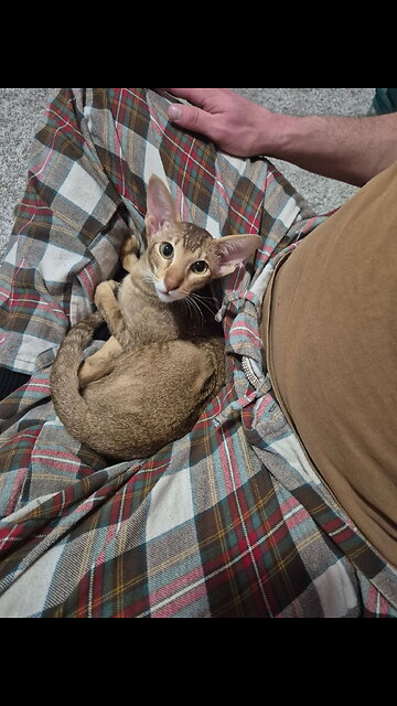 Happy with a cardboard box