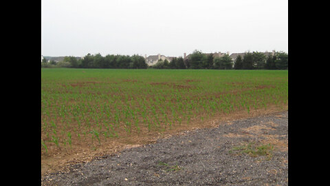 Protecting farms from crop damage - www.geesebusters.com