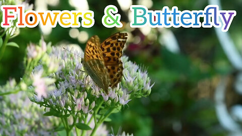 "Beautiful Flowers & Butterflies - Relax & Enjoy "
