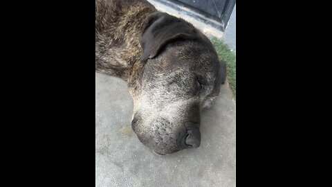 Snoring + hiccups🫣🐶🤭