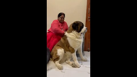 Pet animal