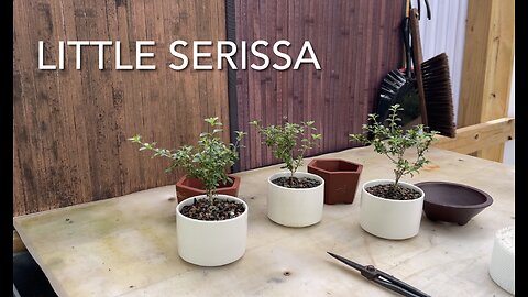 Little Serissa