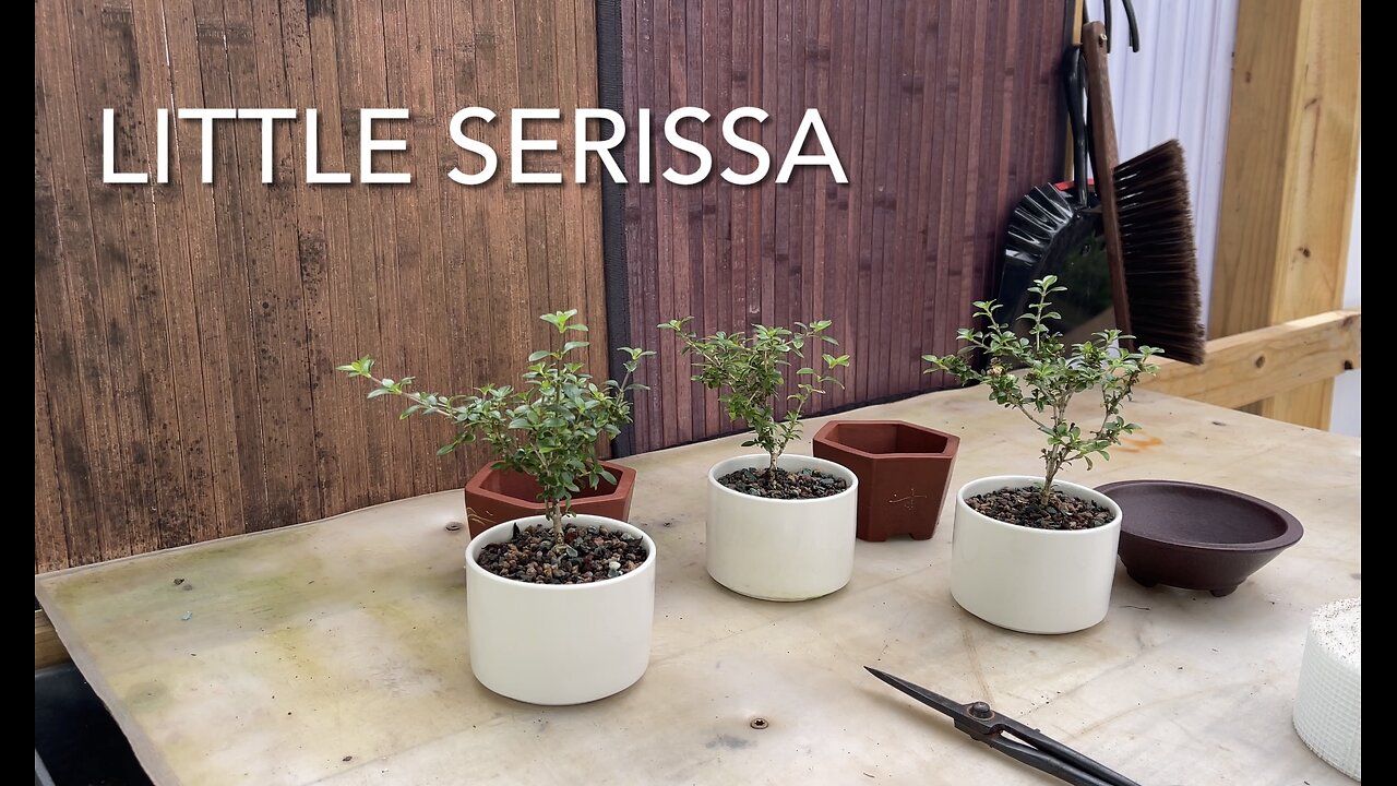 Little Serissa