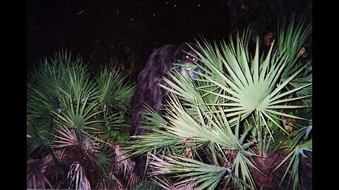 The U.S. Territories They Pretend Don’t Exist — Where You Can Still Live Free