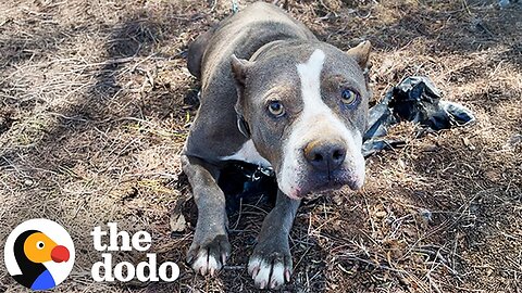 Pittie Found Tied To A Fence Goes Glamping With Her New Parents | The Dodo