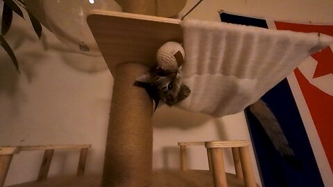 Catvideo, 10.02.2026 [A] Pixikatzi spielt