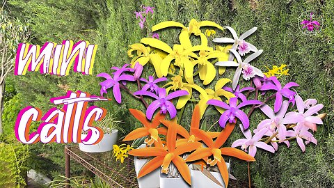 Spring Blooming Rupicolous Laelias & Cattleyas Signature Selection of True Miniatures #ninjaorchids