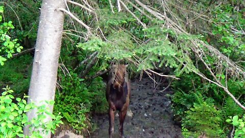 Mudhole Moose