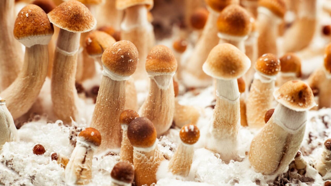 Mushroom 🍄 trip last night, feel renewed