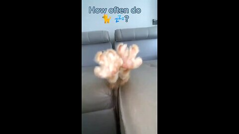 How often (much) do Cats Sleep? #cathealth #catshorts #catvideos #catviral #catvlog