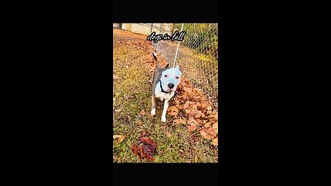 A Dog Sitters Camera Roll In The Fall 🧡🐶🍁