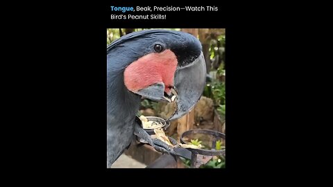#Birds skill#