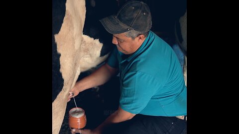 Amazing facts about cow 🐄 #facts #cow