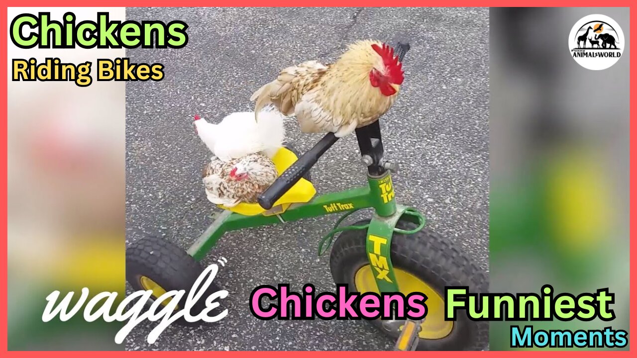 Hilarious Chicken Vs Dog Fight - Funny Chicken & Dog Fight
