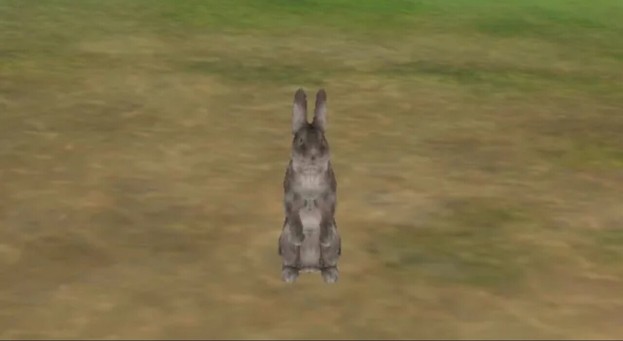 I'm a Gray Bunny! | Bunny Simulator