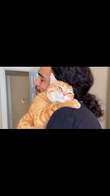 Viral Try Not To Laugh Cats And Dogs Videos 😁 - BEST Funny Animal Videos 2025