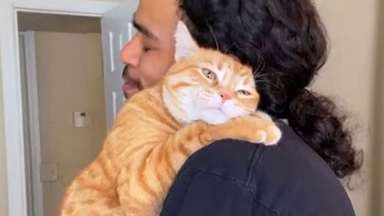 Viral Try Not To Laugh Cats And Dogs Videos 😁 - BEST Funny Animal Videos 2025