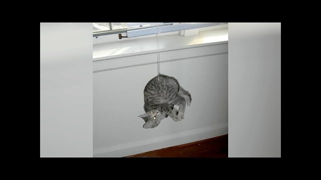 Try not to DIE LAUGHING challenge 2019: FUNNIEST ANIMALS