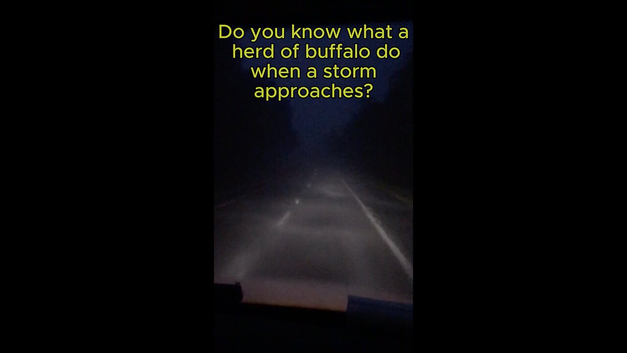 Do You Know What Buffalo Do In a STORM? #shorts #motivation #trucking #storm