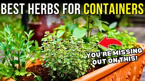Challenged by Limited Space? 10 Best Herbs for Container Gardening! G06