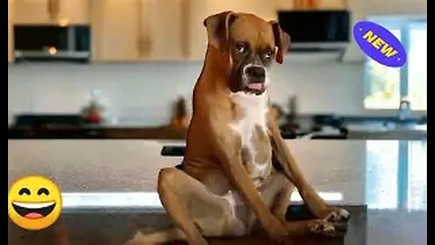 Funniest Cats & Dogs 2025 – Try Not to Laugh! Part-2