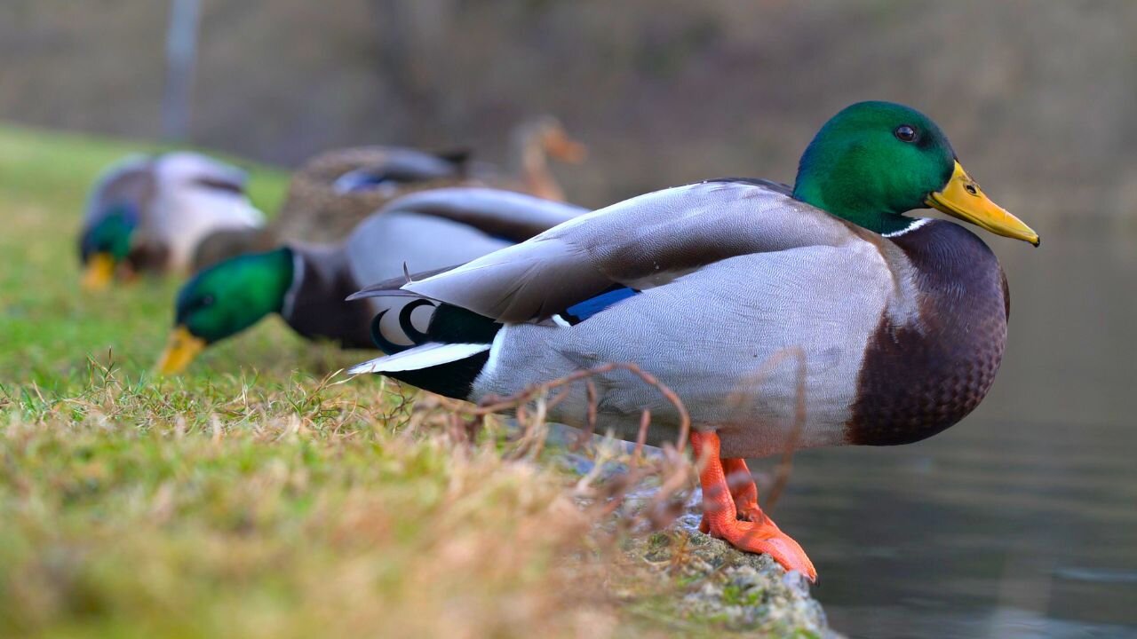 Unsuspecting Drake Chilling With Cold Winter Just Days Away