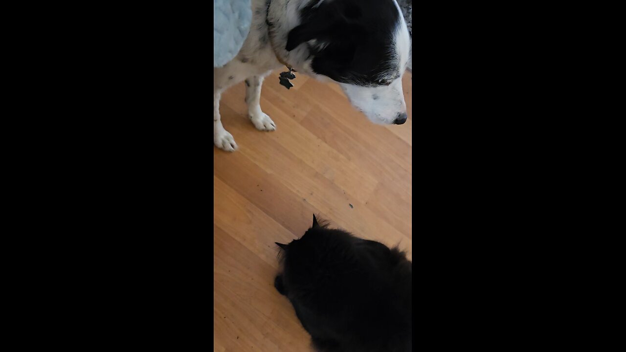 Luna & Beans face-off