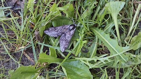 Sphinx Moth