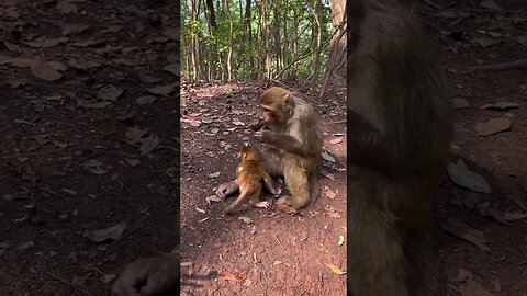 A mother who can bring a baby👍 Monkey