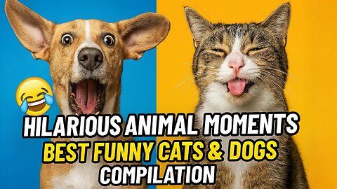 Hilarious Animal Moments 🐶😹 | Best Funny Cats & Dogs Compilation